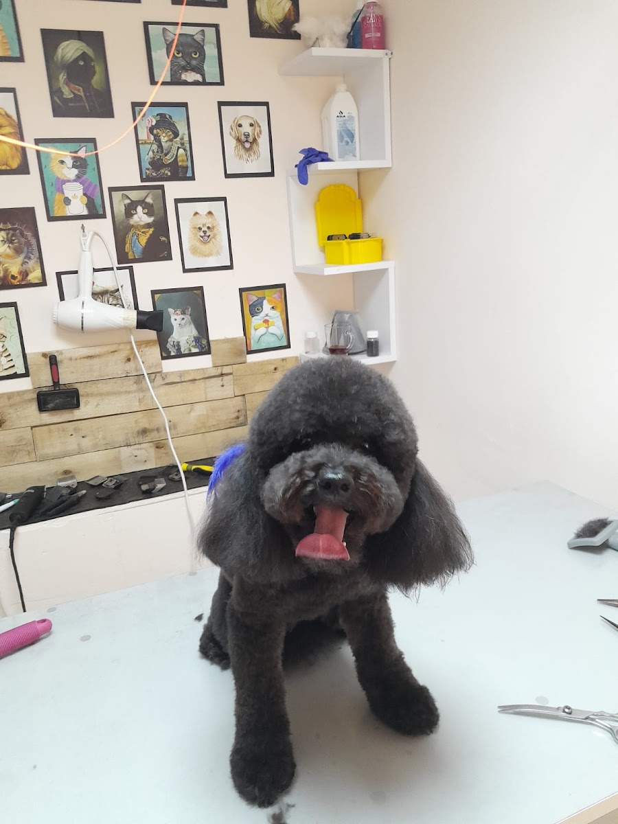 DAK Pet Kuaför Çayyolu