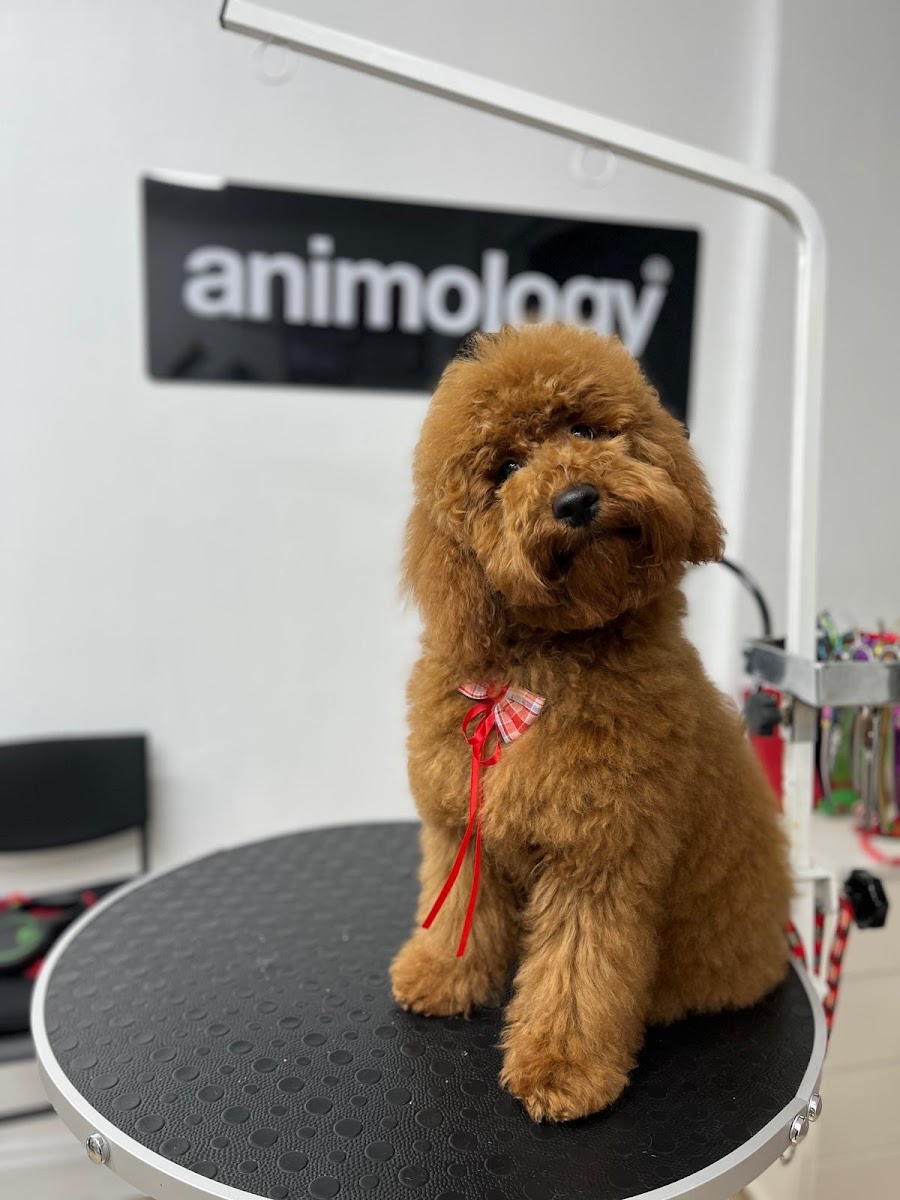 Just Pets Grooming & Spa