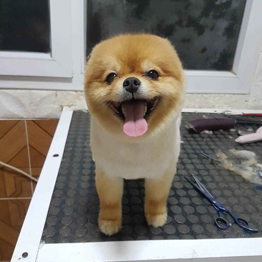 Keops Evcil Hayvan Kuaförü & Oteli