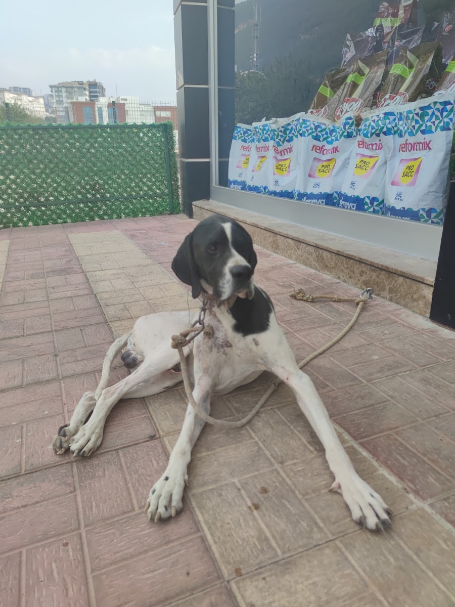 Doğa veteriner kliniği