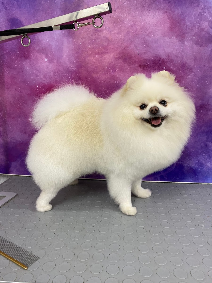 Anna groom pet spa salon