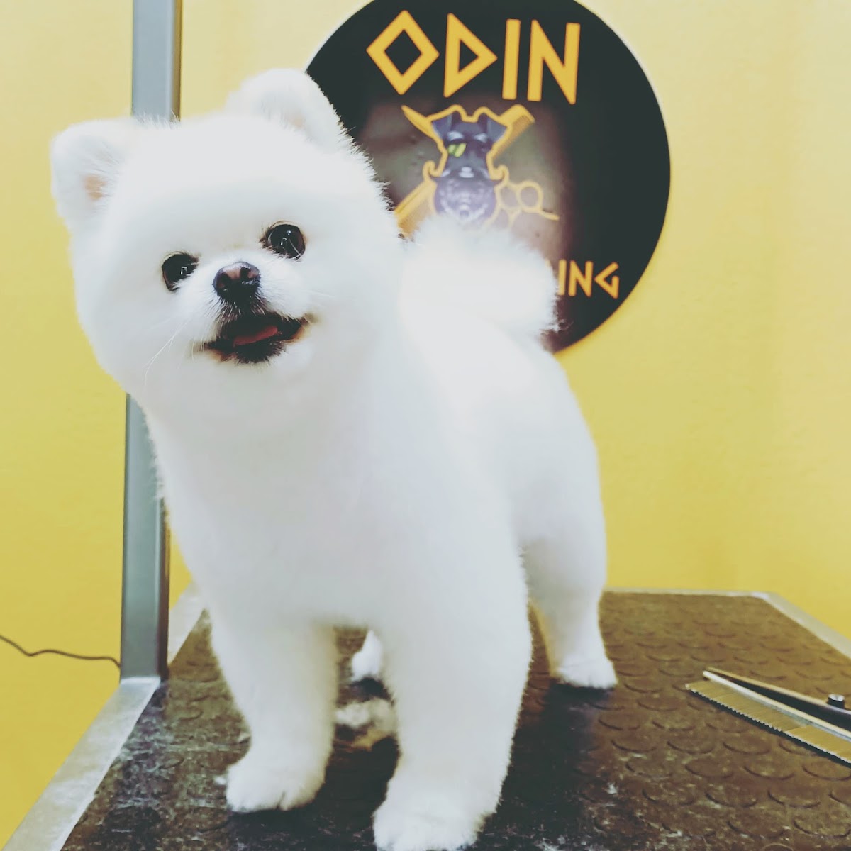 ODIN Pet Kuaför Emre Serter & Gökhan Dinç