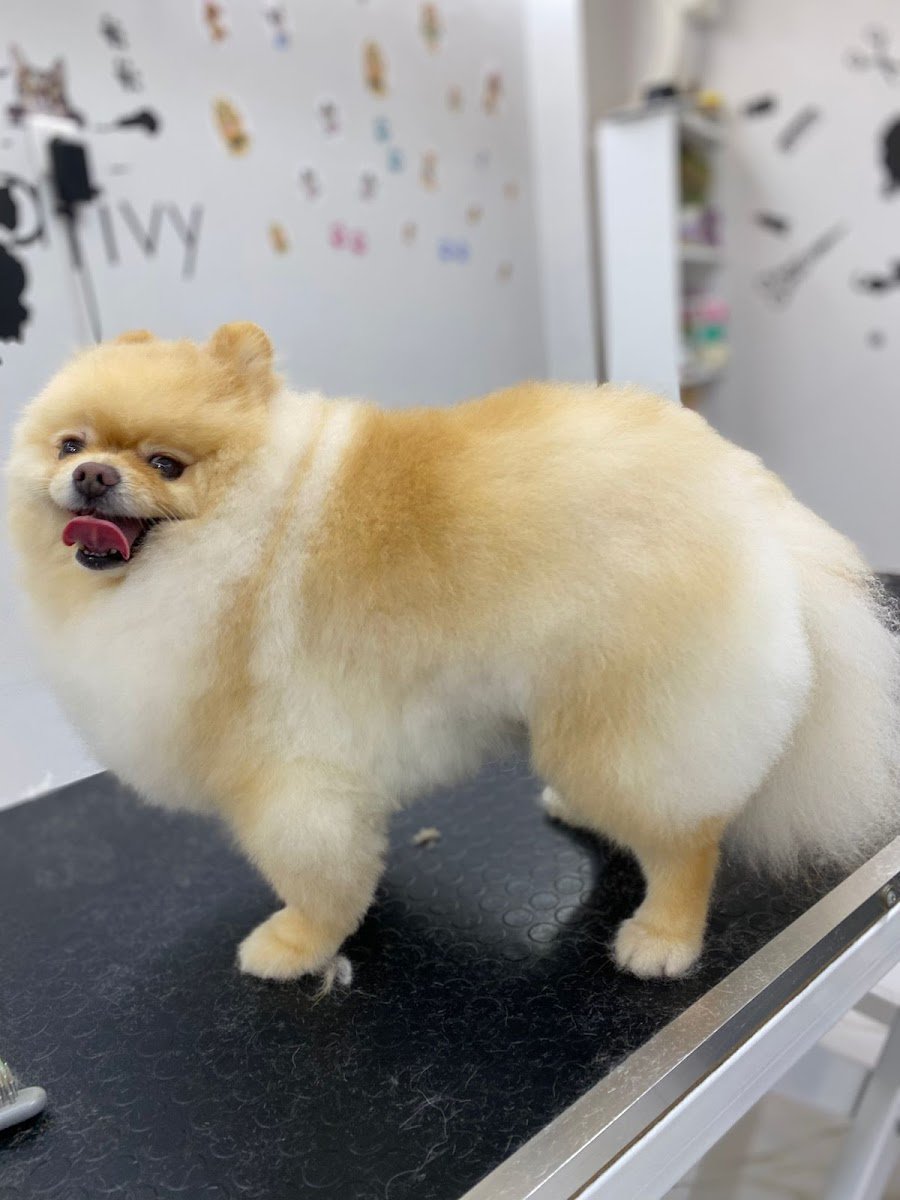 Vivi Pet Kuaför