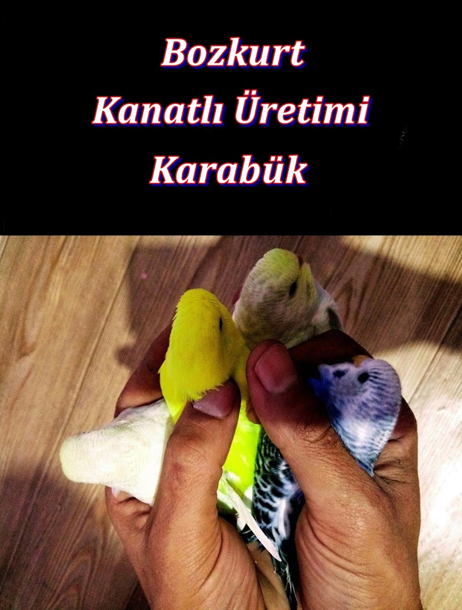Bozkurt Kanatlı Üretim