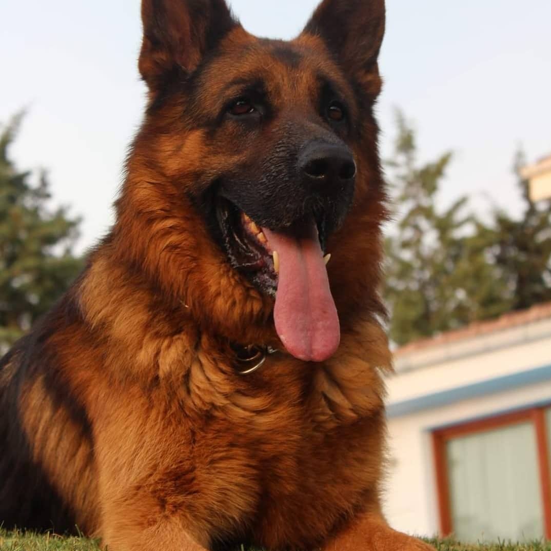 Dostum Köpek Çiftliği