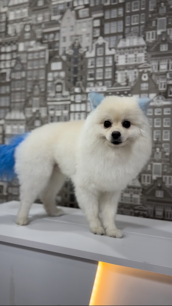 Mustafa Demir Pet Kuaför ve Pansiyon