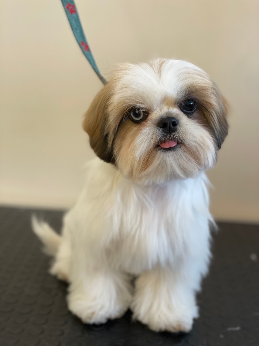 Groom&Shine Pet Kuaför