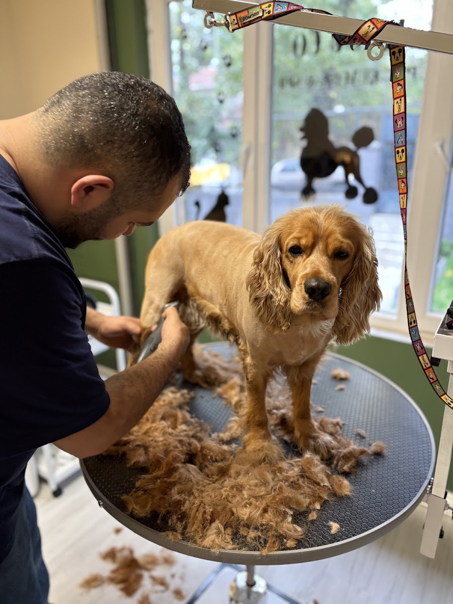Rajuco Pet Kuaför&Spa