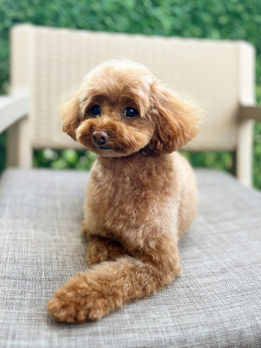 Nish Pet Kuaför & Pet Shop