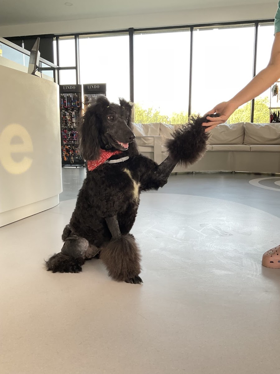 Antalya Pet Kuaförü - Evcil Hayvan (kedi, köpek) Bakımı ve Traşı