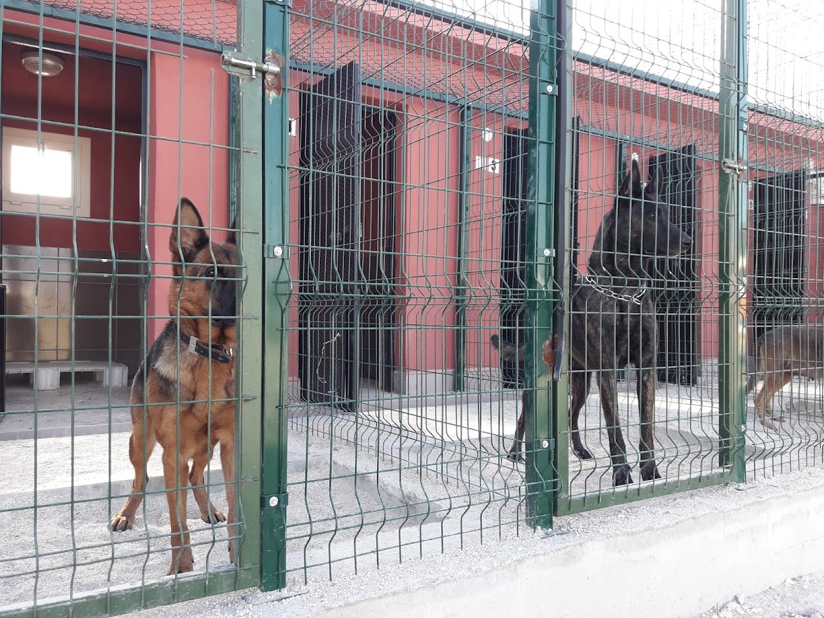 Mersin Köpek Eğitim Kolleji