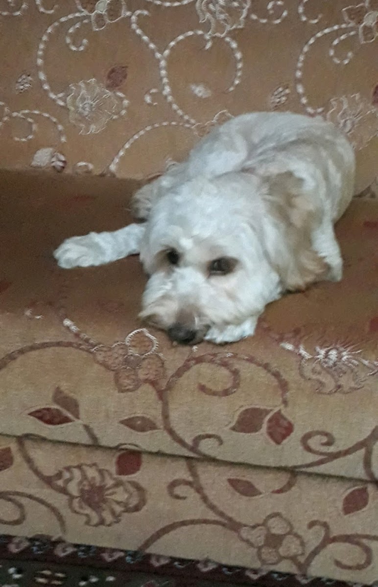 Cici Pati Rize Pet Kuaför