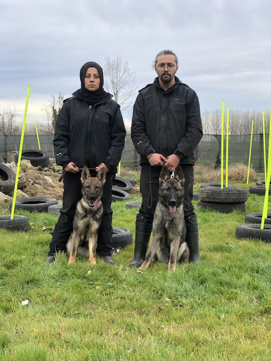 Düzce dog academy köpek eğitim merkezi