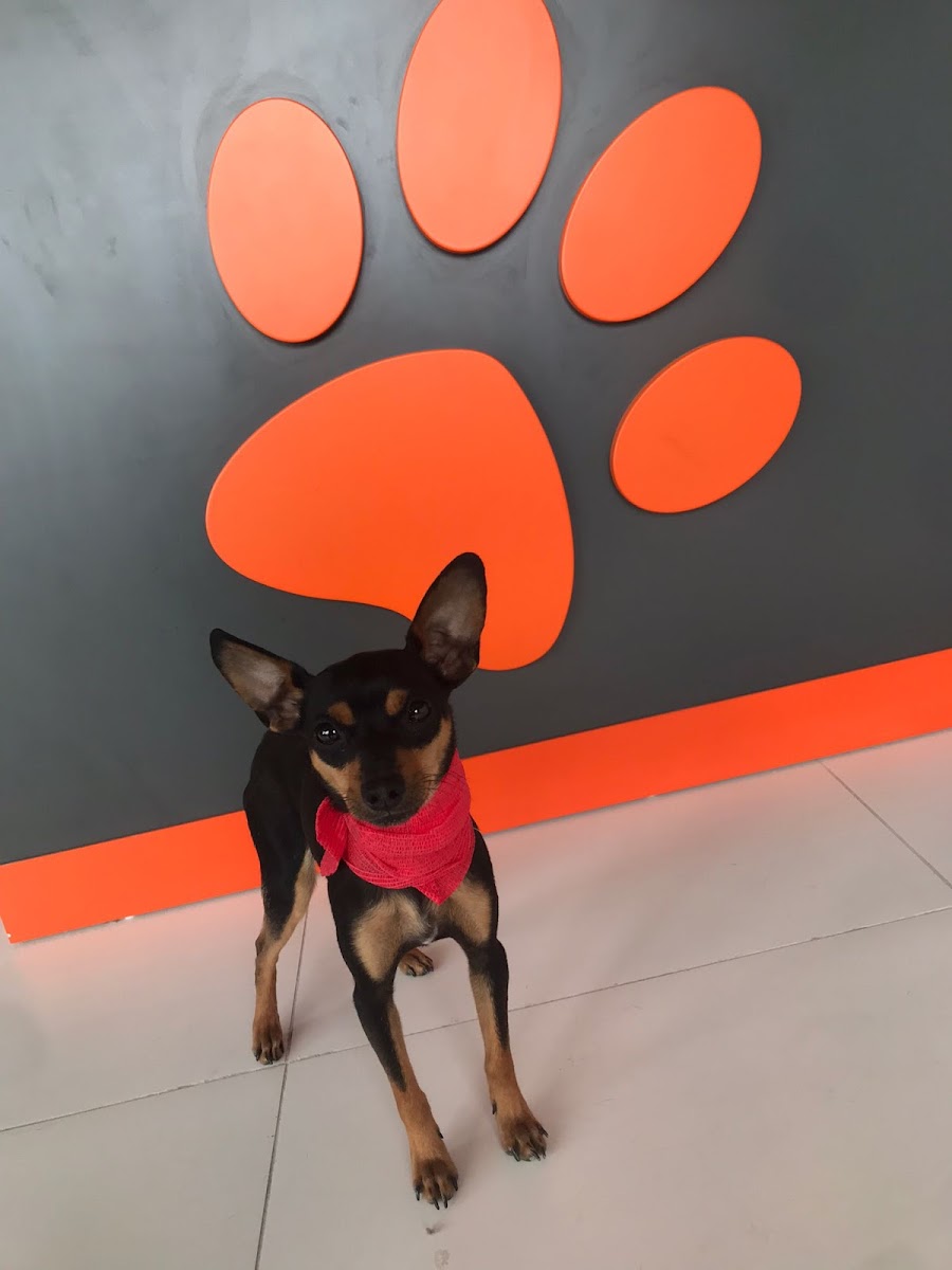 CAN PET HOUSE ERENLER VETERİNER KLİNİĞİ