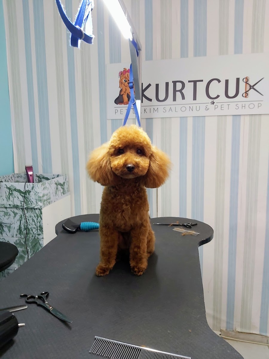 Kurtçuk Pet Kuaför