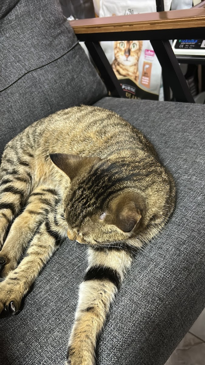 Bağlıca Pet Otel - Köpek Oteli/Kreşi