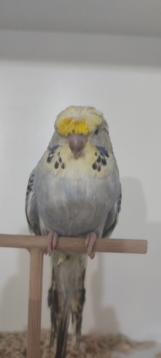 KAYA MUHABBET VE SULTAN PAPAĞANI ÜRETİMİ