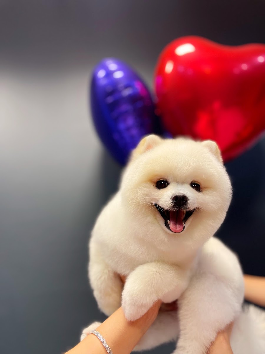 Nur petgrooming & spa