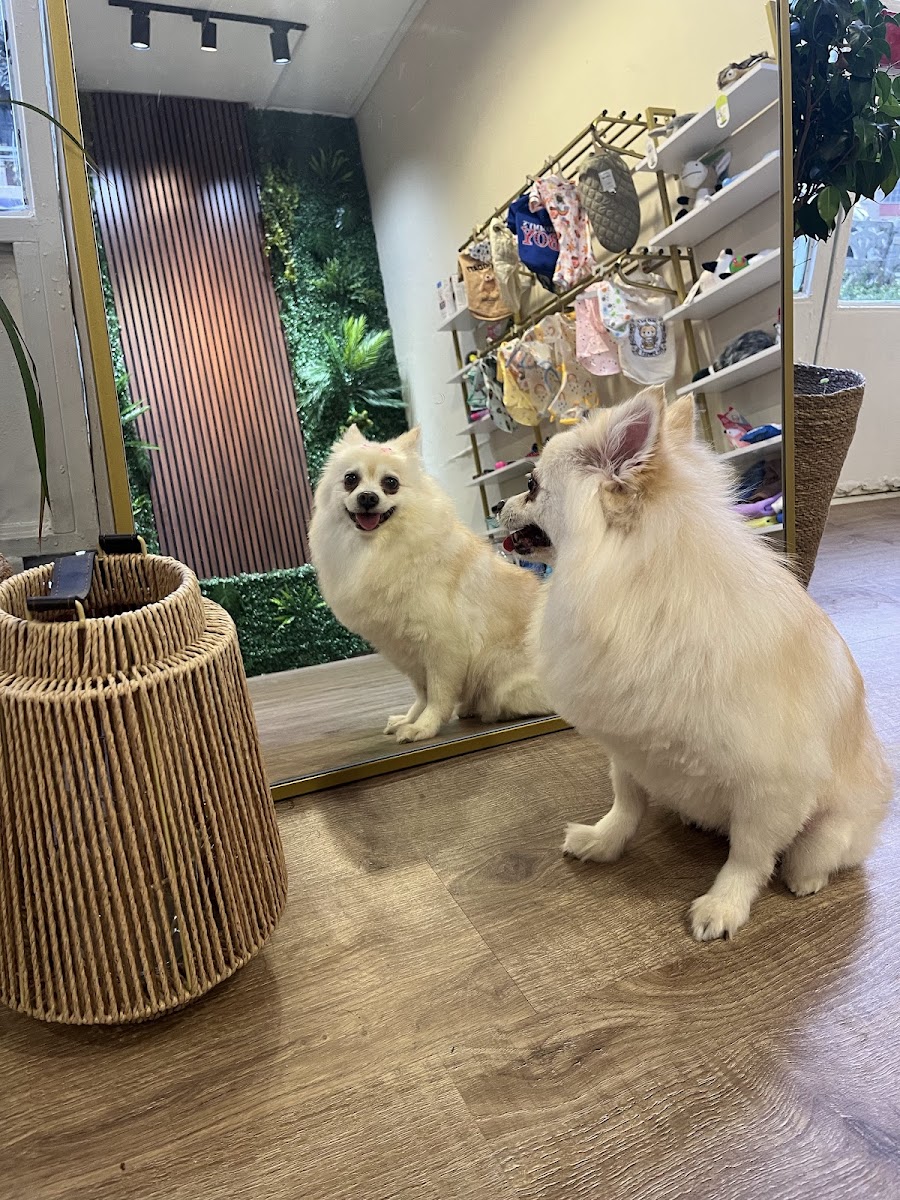 Deno Pet Style Pet Kuaför