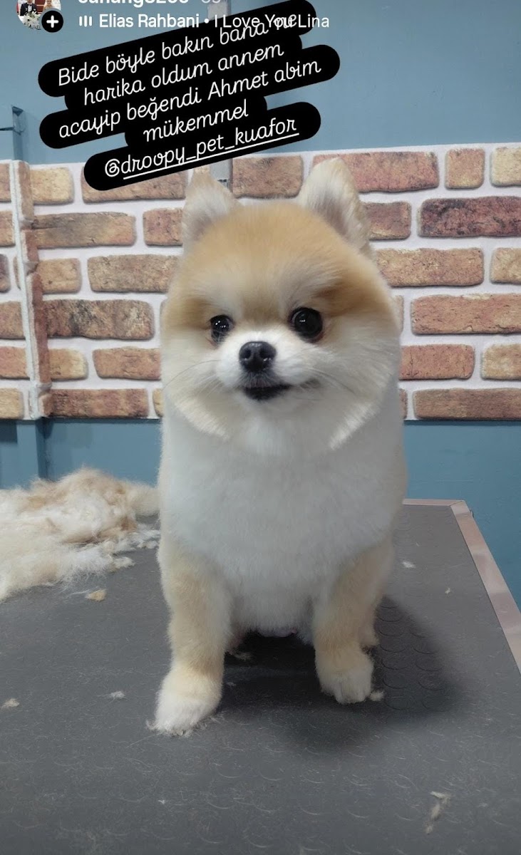 DROOPY PET KUAFÖR & PETSHOP