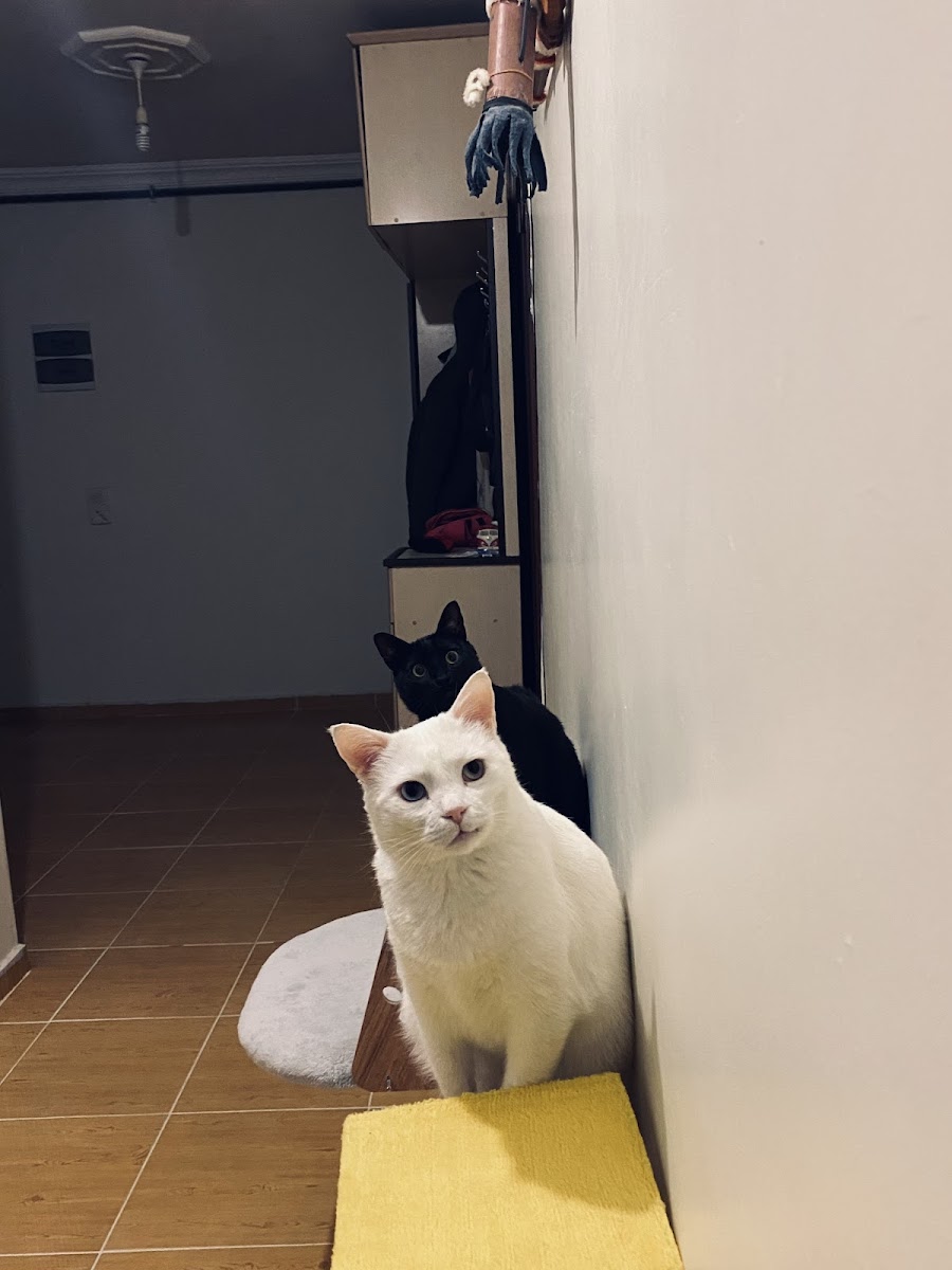 Pati Pet Veteriner Kliniği & Pet Shop