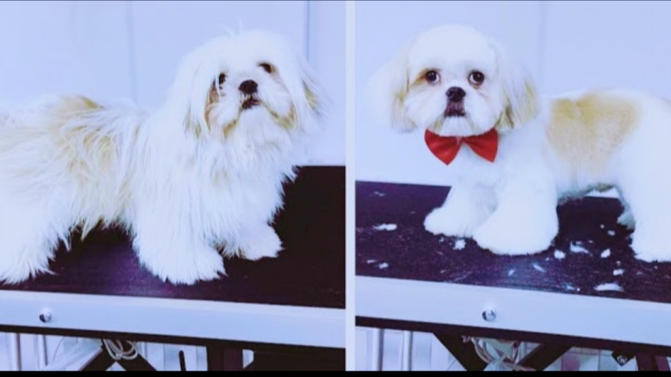 Mels Dog Styling Saloon