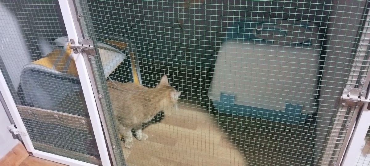 CAN&CAT İstanbul/Pendik kedi /köpek bakım hiz.pansiyonu/oteli ve kuaför hizmetleri(İSTANBUL/PENDİK)