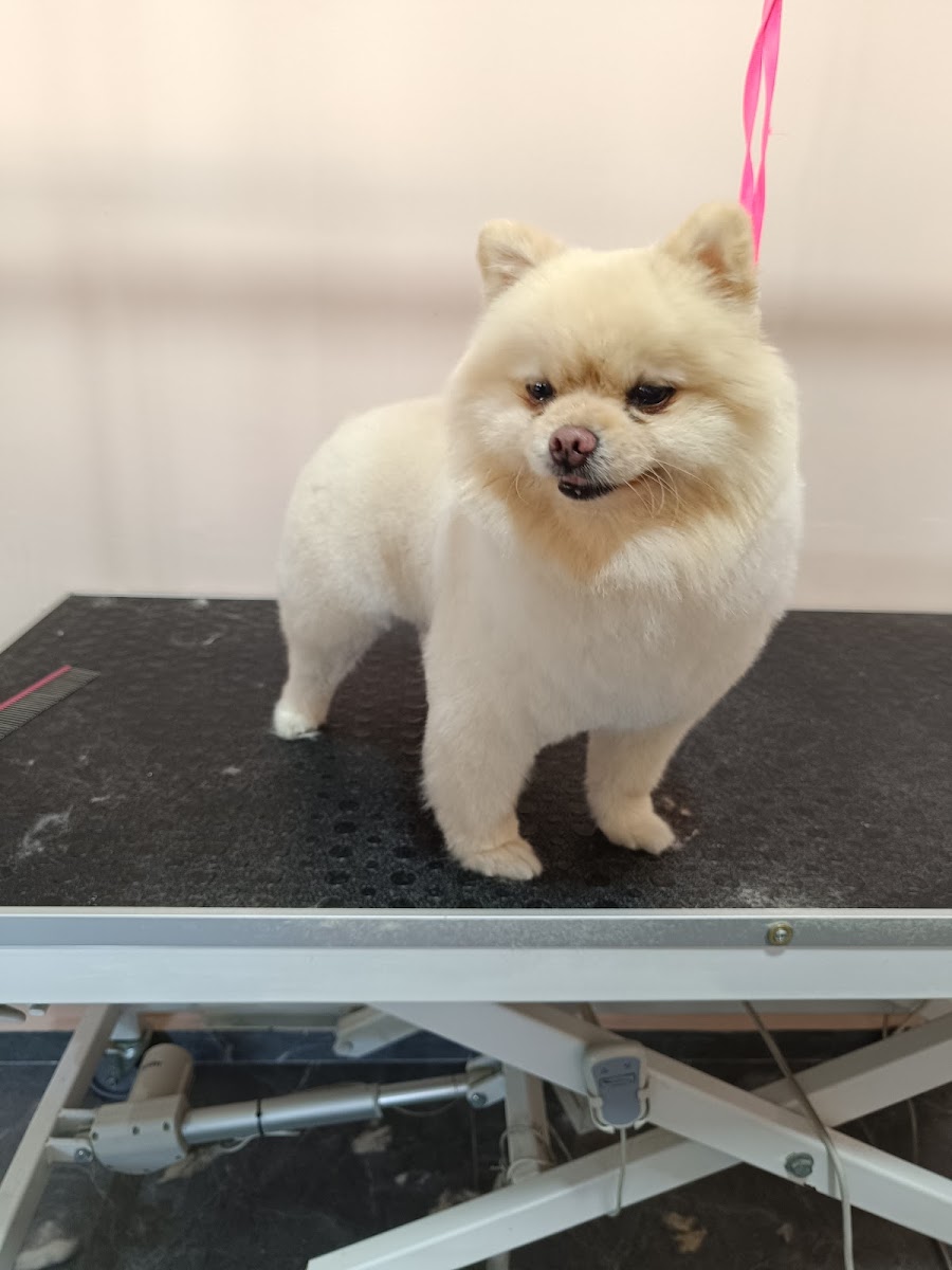 Fethiyepetkuaför_petgrooming