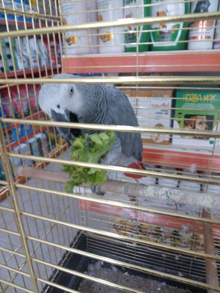 KIRŞEHİR PET SHOP