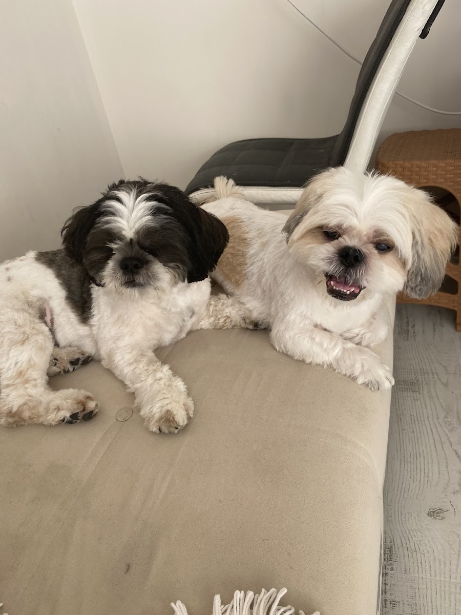 Bursa Görükle Pet Town Pet Kuaför