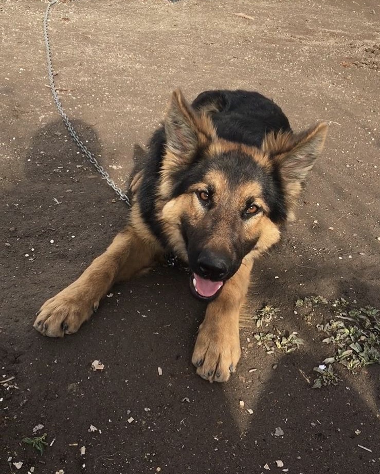 Mutlu petshop üretim çiftliği