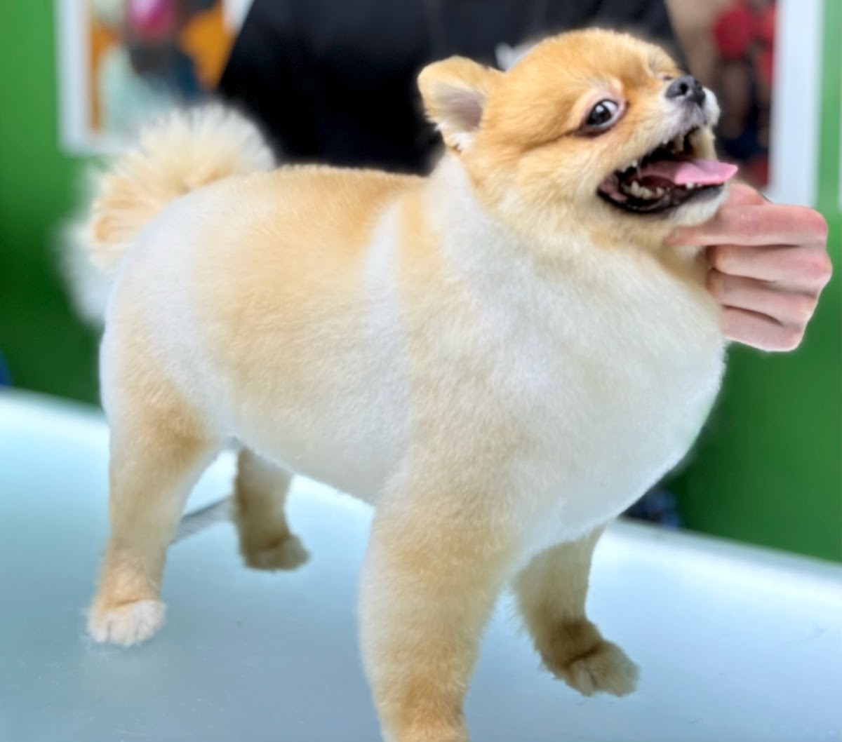 Lil Pet Kuaför & Petshop