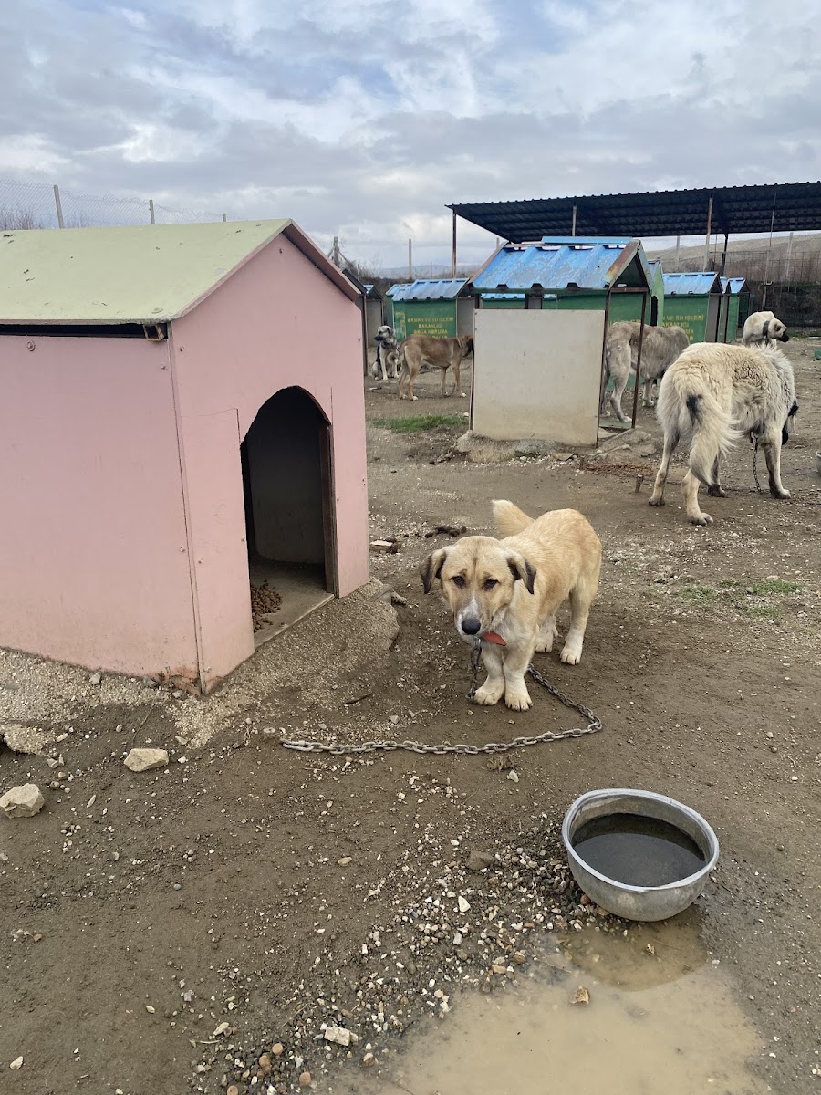 Kırıkkale Belediyesi Evcil Hayvan Barınağı