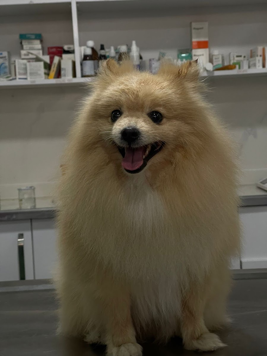 PETİSTAN PETKUAFÖR