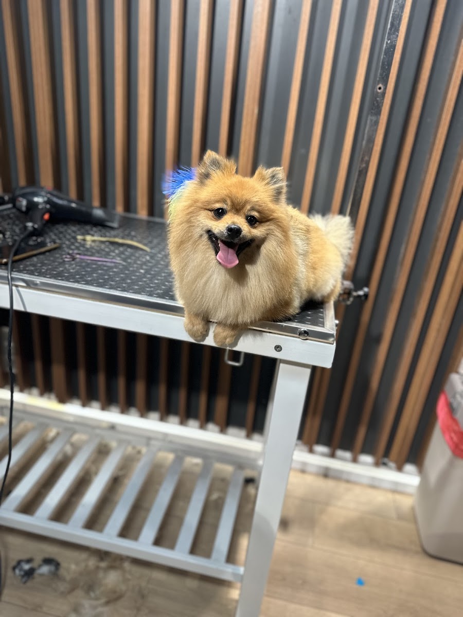 Ata Pet Kuaför | Kedi - Köpek Kuaförü