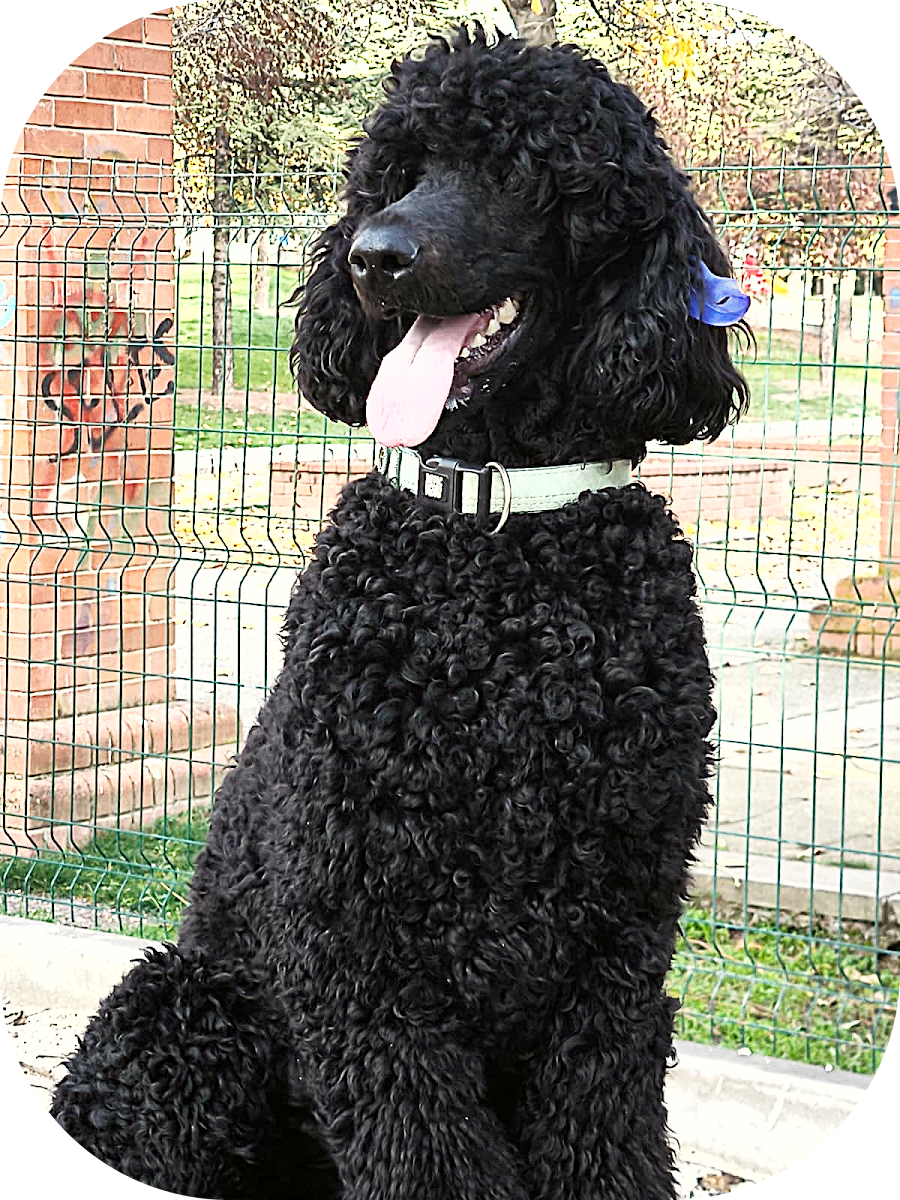 Eryaman Evcil Hayvan Kuaförü Gonca