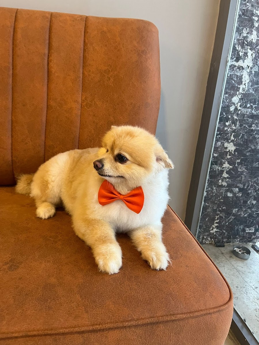 Köpüklü Dünyam PET KUAFÖR