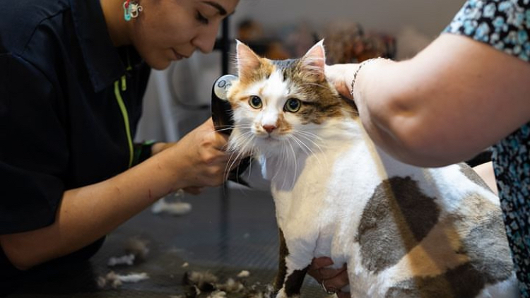 Antalya Kedi Kuaförü