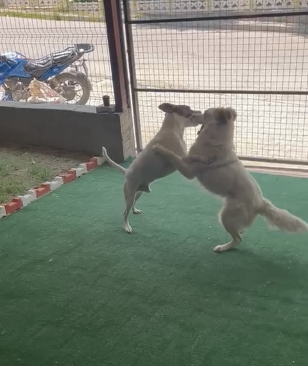 ISPARTA MİLA PET OTEL- PET KUAFÖR