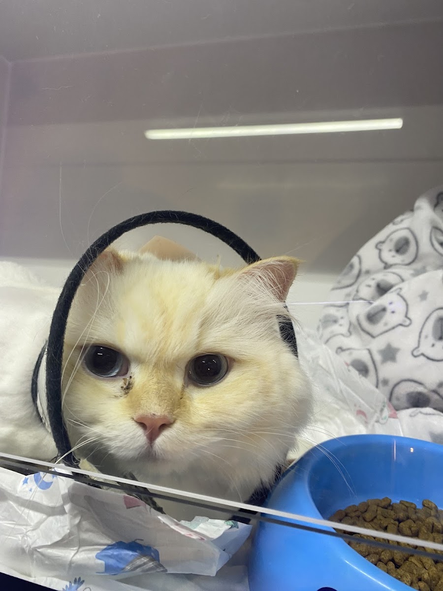 Boncuk Pet Hayvan Hastanesi - Diyarbakır