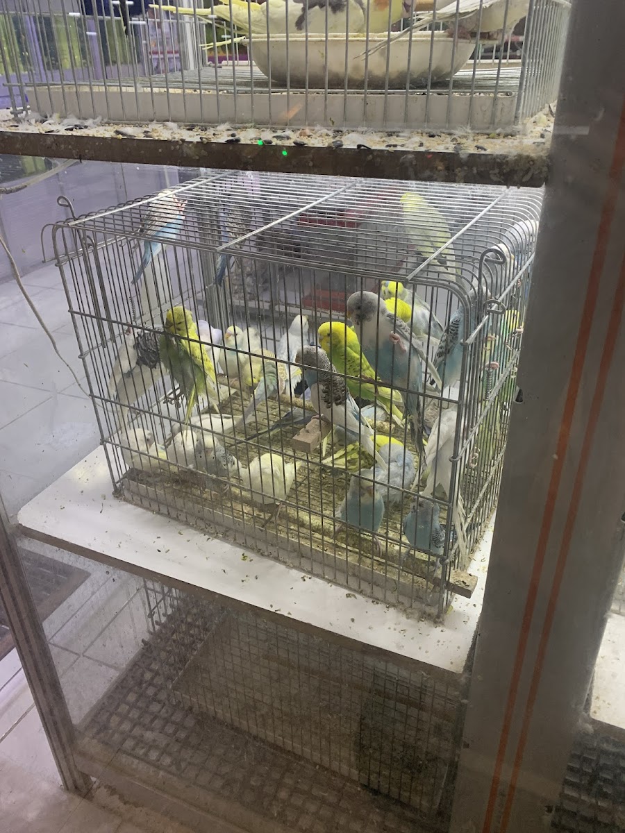 Kanka Köpek - Alya Petshop