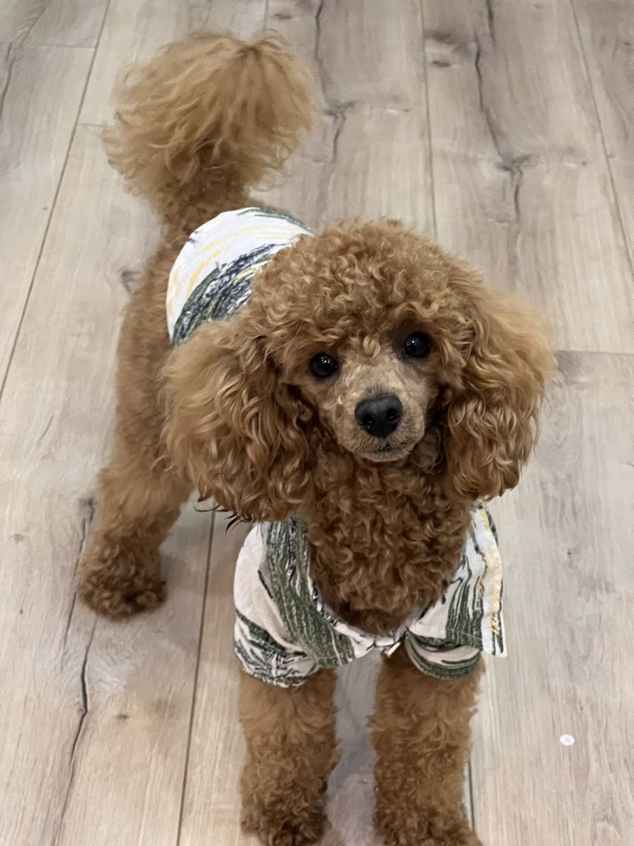 Komas petshop petkuaför