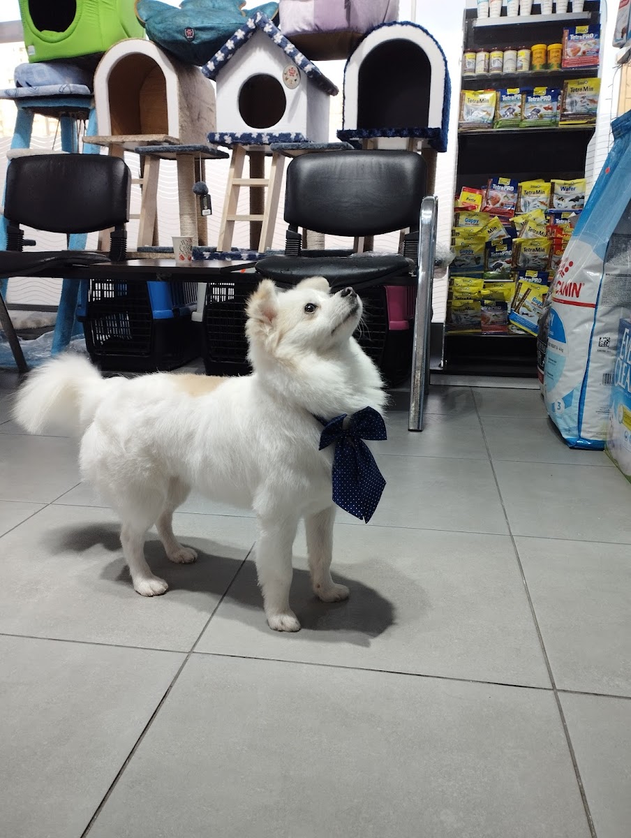 PATİ AVRUPA PETSHOP PET KUAFÖR GAZİOSMANPAŞA