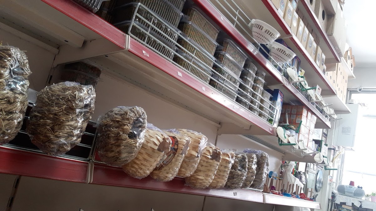 Bahar Kanarya /PAFİPET petshop