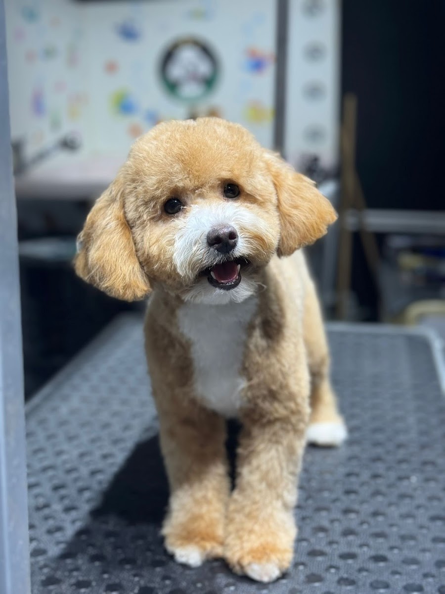 PATİOPYA PET SHOP & PET GROOMİNG