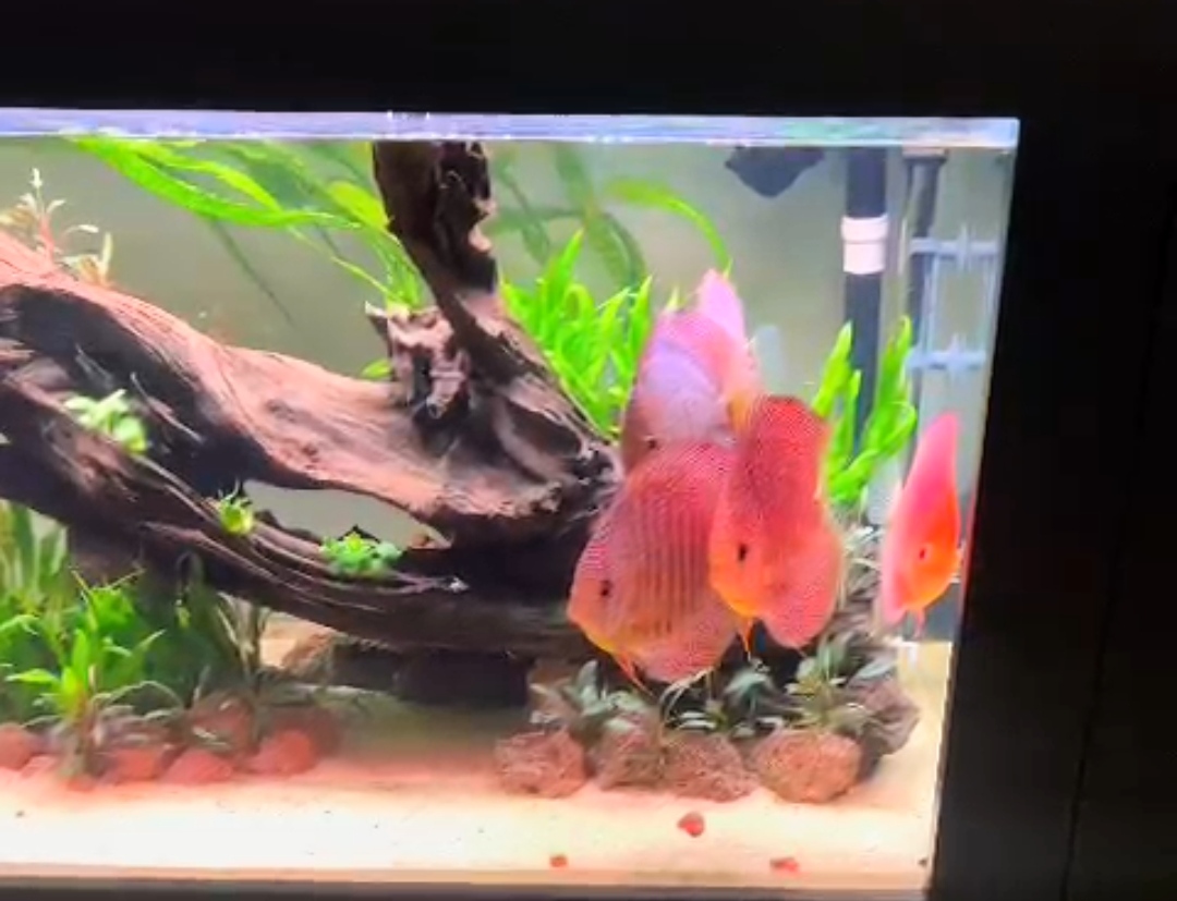 Canlı Dünyası Petshop / Aquascaping