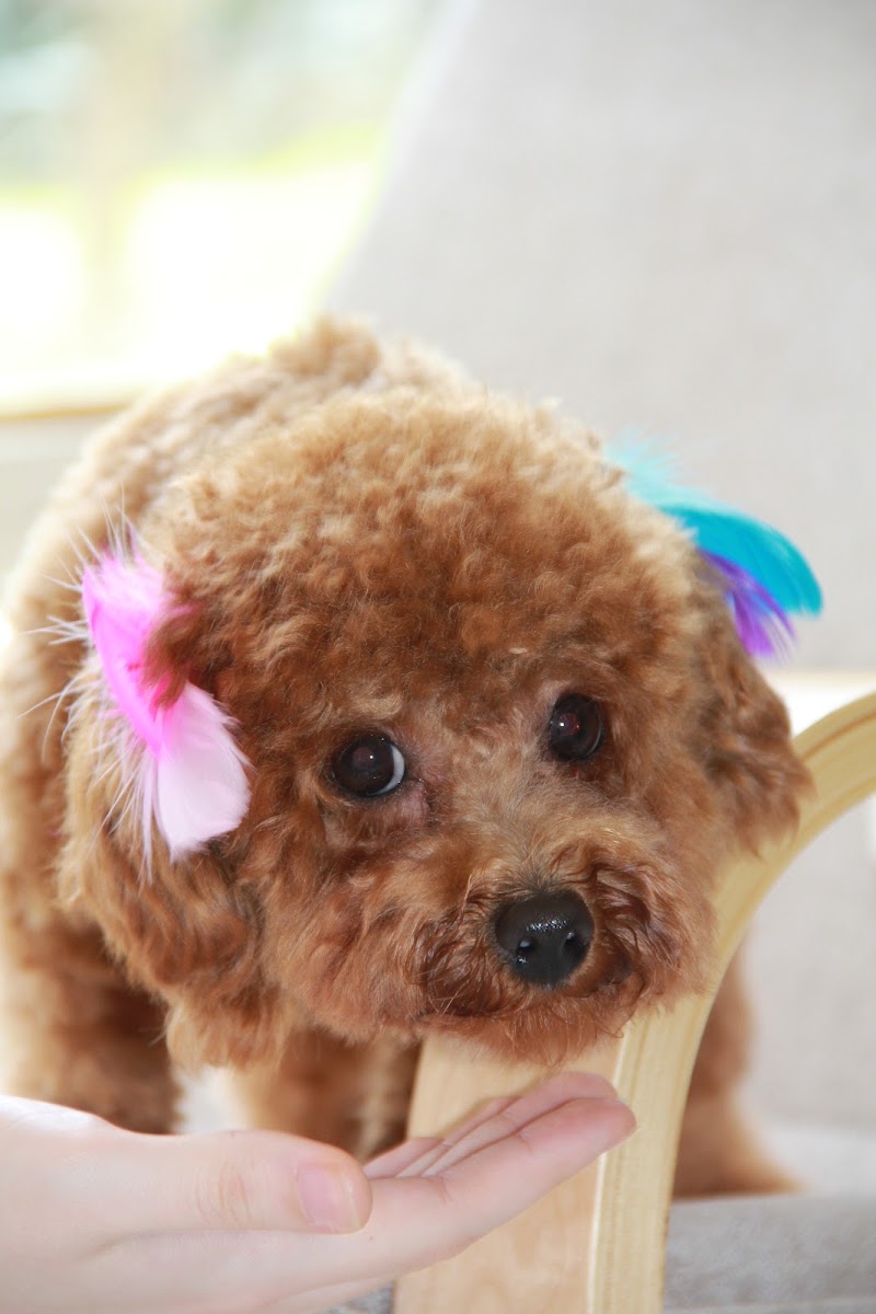 Happy Paws Pet Kuaför & Pet Shop