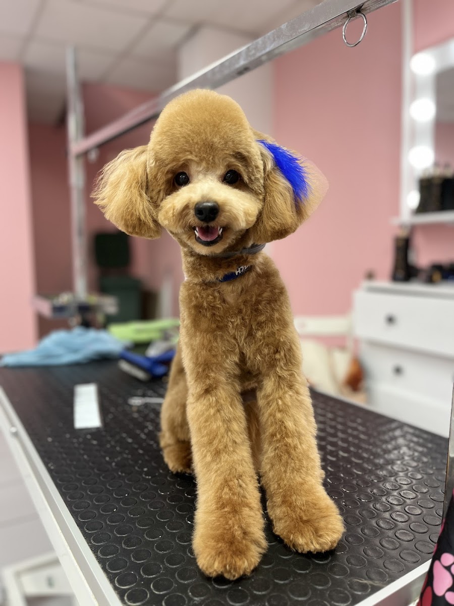 PAWLAND PET KUAFÖR/STORE By pet Stylist Rabia nur Gülay