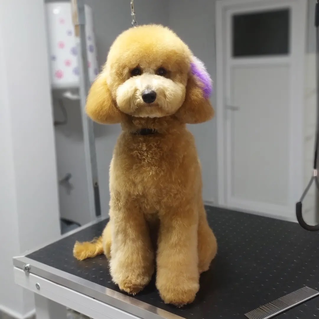 MY PET grooming Pet kuaför Adana