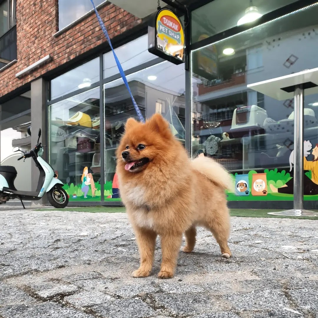 Duman Pet Kuaför / Shop